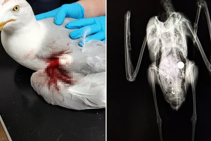 Birds found injured and dying with steel ball bearings embedded in their bodies in suspected catapult attacks as charity warns true scale could be far worse than recorded.