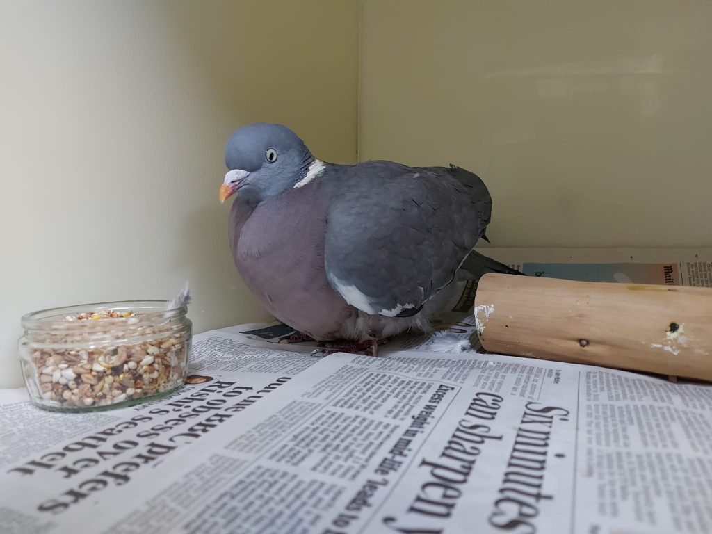 Birds found injured and dying with steel ball bearings embedded in their bodies in suspected catapult attacks as charity warns true scale could be far worse than recorded.