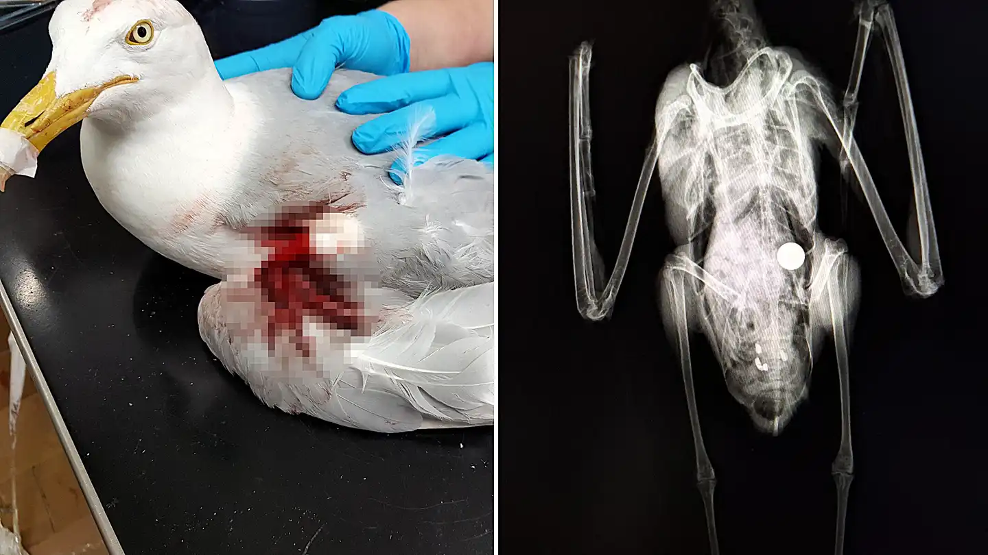 Birds found injured and dying with steel ball bearings embedded in their bodies in suspected catapult attacks as charity warns true scale could be far worse than recorded.