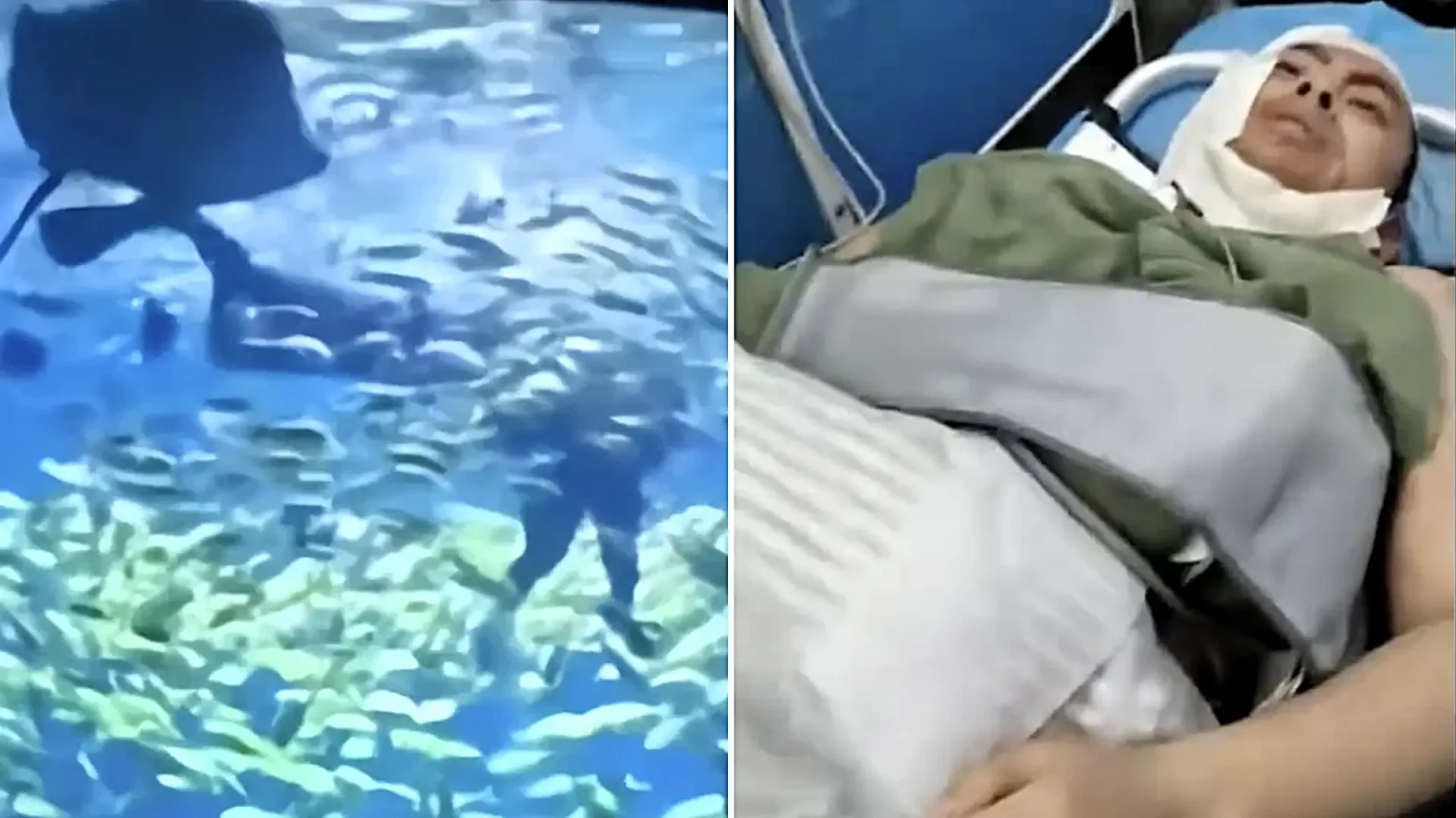 A tourist was bitten on the head and face by a 10ft shark seconds into an aquarium diving experience - staff had reportedly told visitors it was safe enough for children.