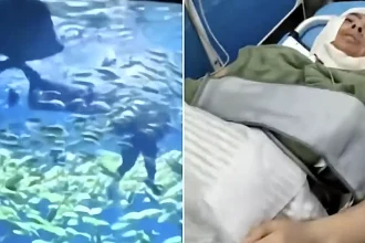 A tourist was bitten on the head and face by a 10ft shark seconds into an aquarium diving experience - staff had reportedly told visitors it was safe enough for children.