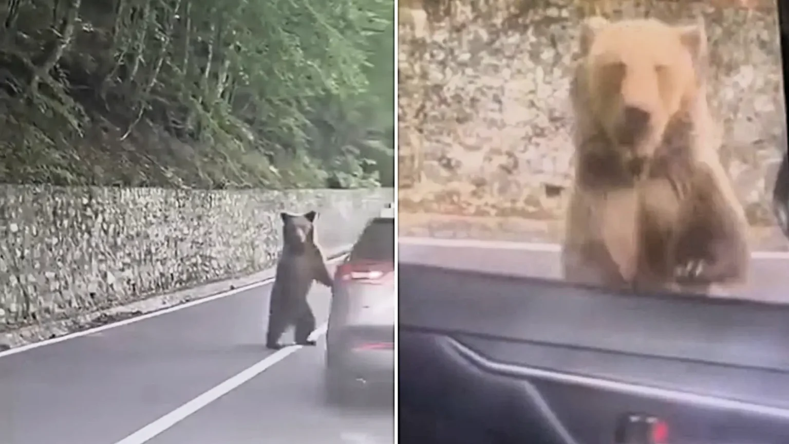 A Bulgarian tourist suffered serious bite wounds after feeding scraps to a wild bear on Romania's notorious Transfăgărășan Highway, which promptly smashed his car window.
