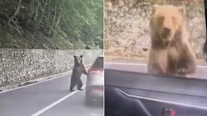 A Bulgarian tourist suffered serious bite wounds after feeding scraps to a wild bear on Romania's notorious Transfăgărășan Highway, which promptly smashed his car window.