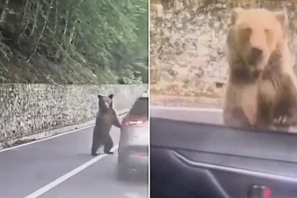 A Bulgarian tourist suffered serious bite wounds after feeding scraps to a wild bear on Romania's notorious Transfăgărășan Highway, which promptly smashed his car window.
