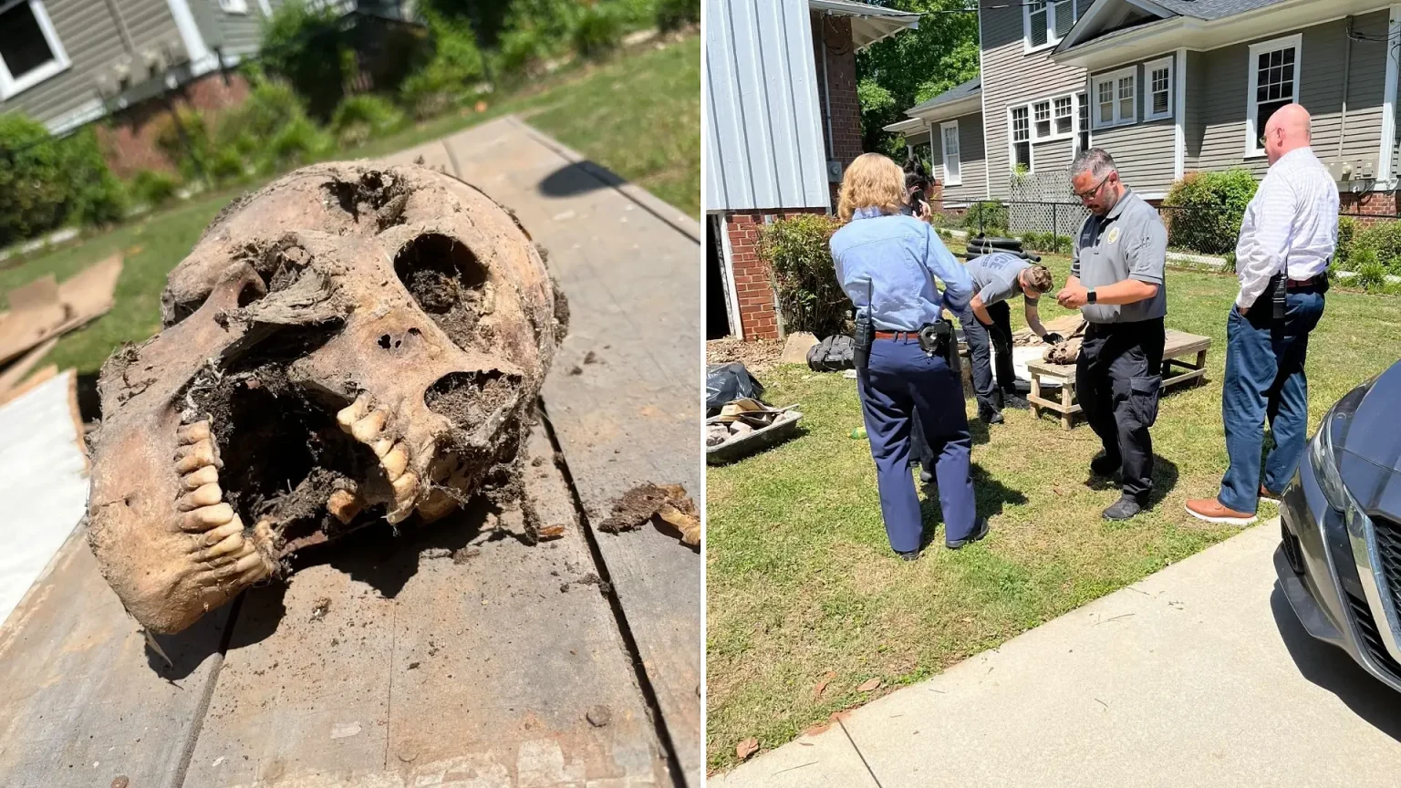 A crawlspace worker got the shock of his life when he found a human skull hidden behind stacked doors - and realised it was real the moment he picked it up.