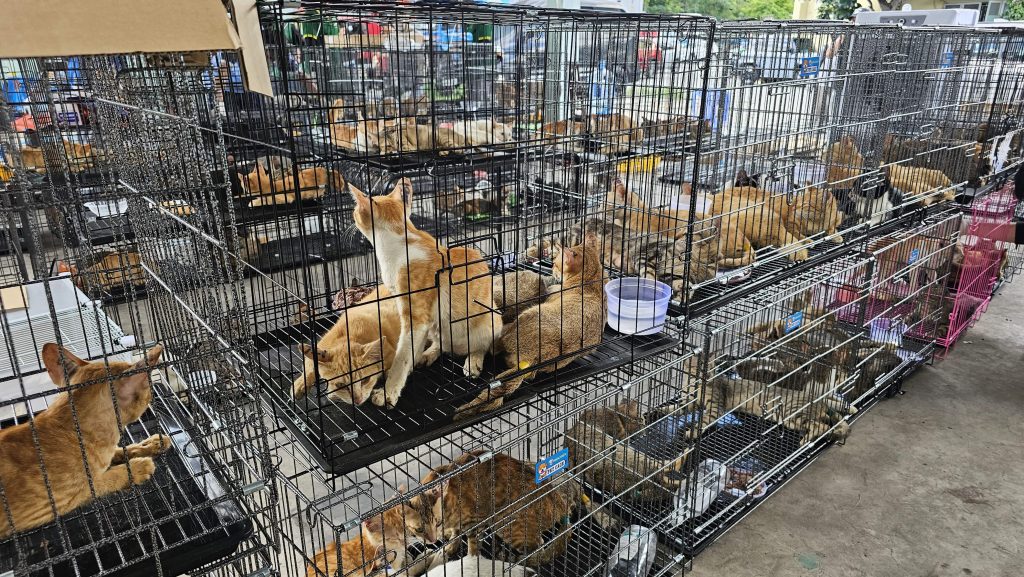 More than 400 live cats crammed into cages and dozens of dead ones packed in ice were seized in Vietnam during one of the largest cat theft operations uncovered in recent years.