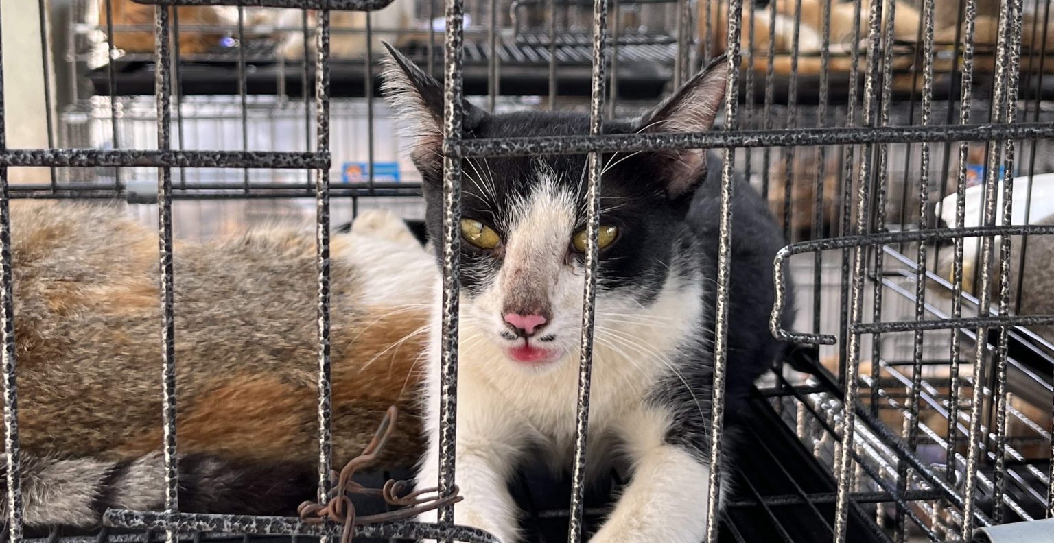More than 400 live cats crammed into cages and dozens of dead ones packed in ice were seized in Vietnam during one of the largest cat theft operations uncovered in recent years.