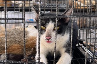 More than 400 live cats crammed into cages and dozens of dead ones packed in ice were seized in Vietnam during one of the largest cat theft operations uncovered in recent years.