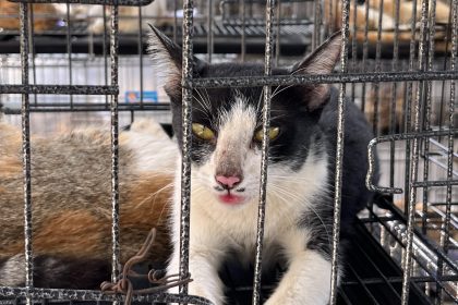 More than 400 live cats crammed into cages and dozens of dead ones packed in ice were seized in Vietnam during one of the largest cat theft operations uncovered in recent years.