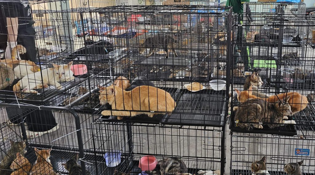 More than 400 live cats crammed into cages and dozens of dead ones packed in ice were seized in Vietnam during one of the largest cat theft operations uncovered in recent years.