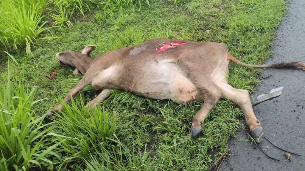 An influencer was hospitalised after her car was destroyed when a cow crossed a Mexican motorway in front of her - she shared a photo from her hospital bed warning others to take care.