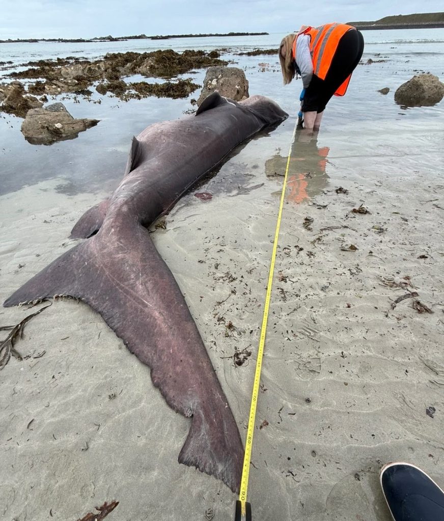 A rare 1,316lb smalltooth sand tiger shark never recorded in Jersey washed up dead on a beach, with experts baffled after a post-mortem found no cause of death.