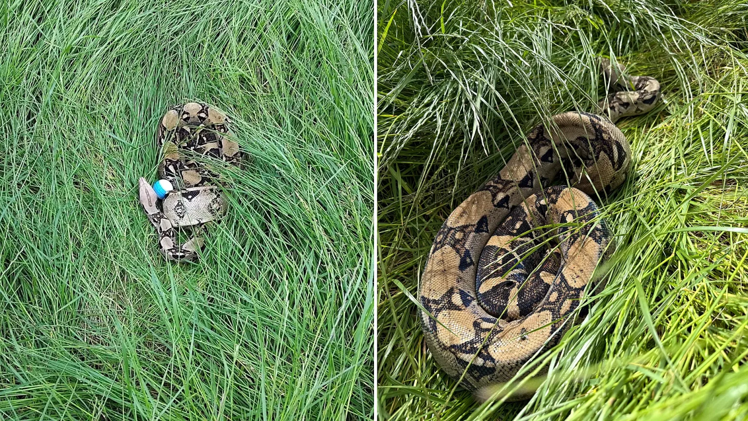 A 12-year-old girl's tee shot landed next to a six-foot boa constrictor during a junior golf session in Darlington - leaving coaches to capture the snake using a box and a golf club.