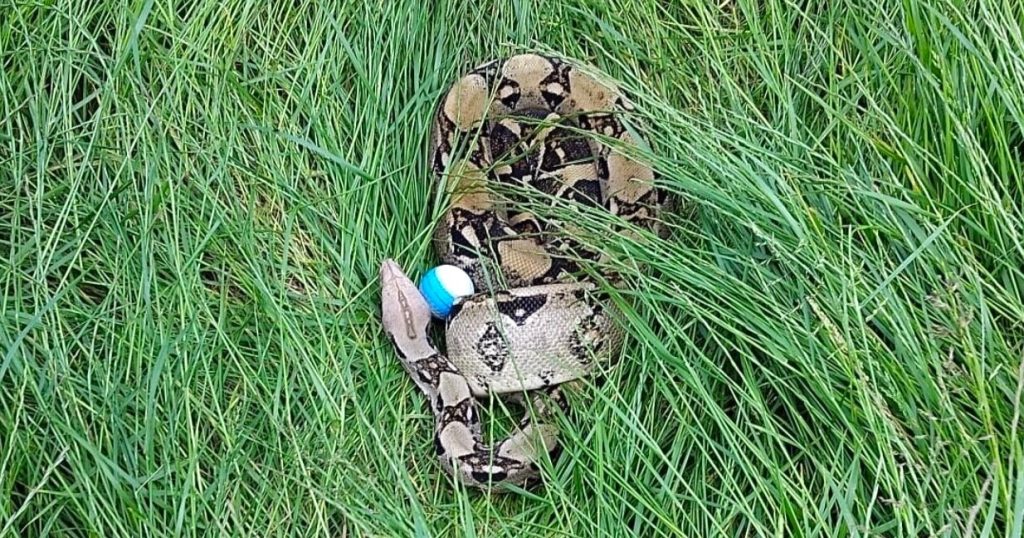 A 12-year-old girl's tee shot landed next to a six-foot boa constrictor during a junior golf session in Darlington - leaving coaches to capture the snake using a box and a golf club.