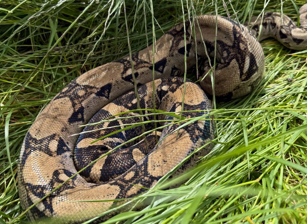 A 12-year-old girl's tee shot landed next to a six-foot boa constrictor during a junior golf session in Darlington - leaving coaches to capture the snake using a box and a golf club.