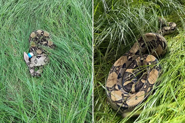 A 12-year-old girl's tee shot landed next to a six-foot boa constrictor during a junior golf session in Darlington - leaving coaches to capture the snake using a box and a golf club.