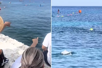 Mothers screamed in terror as a large crocodile swam metres from children competing in an open-water swimming race off the coast of Cozumel Island in Mexico.