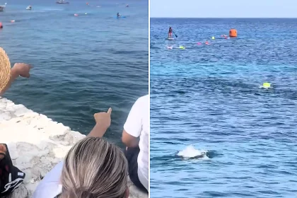 Mothers screamed in terror as a large crocodile swam metres from children competing in an open-water swimming race off the coast of Cozumel Island in Mexico.