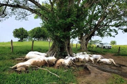 A lightning bolt killed 14 cows in seconds during a storm in Chiapas, Mexico - all belonging to one farmer who now faces huge losses after the dramatic overnight strike.