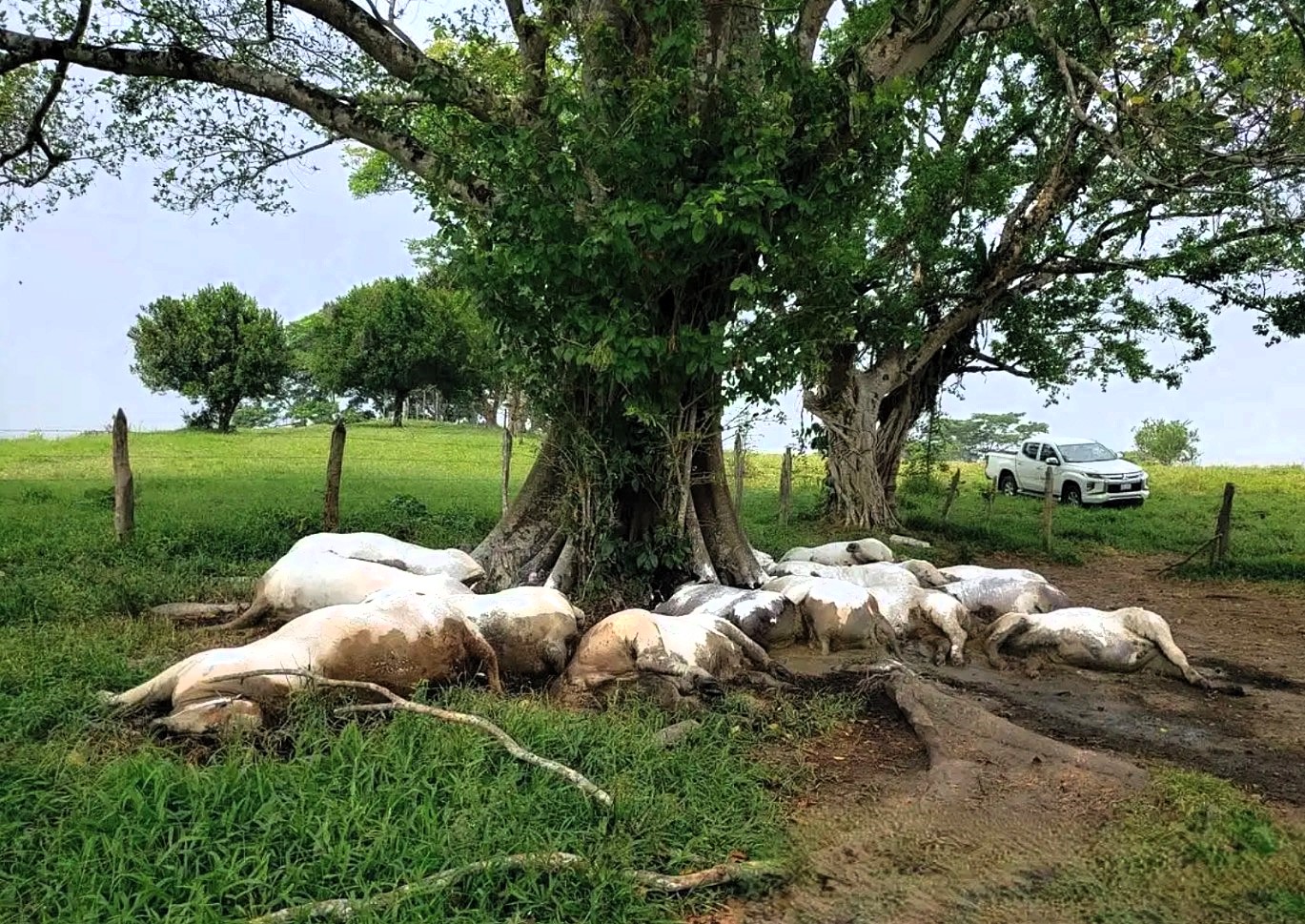 A lightning bolt killed 14 cows in seconds during a storm in Chiapas, Mexico - all belonging to one farmer who now faces huge losses after the dramatic overnight strike.