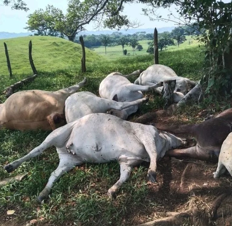 A lightning bolt killed 14 cows in seconds during a storm in Chiapas, Mexico - all belonging to one farmer who now faces huge losses after the dramatic overnight strike.