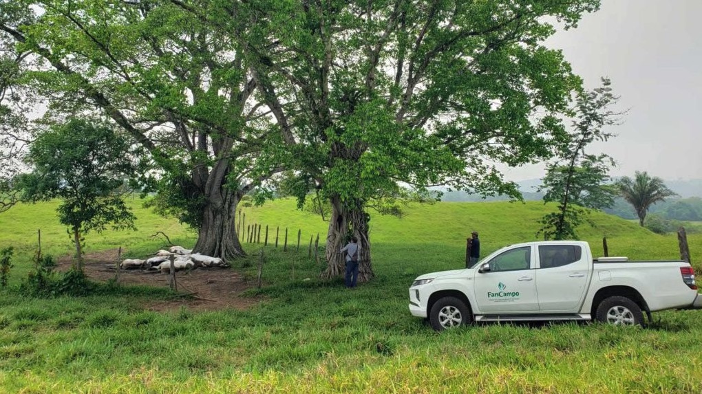 A lightning bolt killed 14 cows in seconds during a storm in Chiapas, Mexico - all belonging to one farmer who now faces huge losses after the dramatic overnight strike.