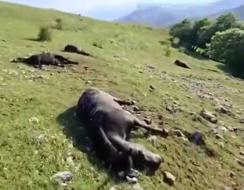 A lightning bolt killed 14 cows in seconds during a storm in Chiapas, Mexico - all belonging to one farmer who now faces huge losses after the dramatic overnight strike.