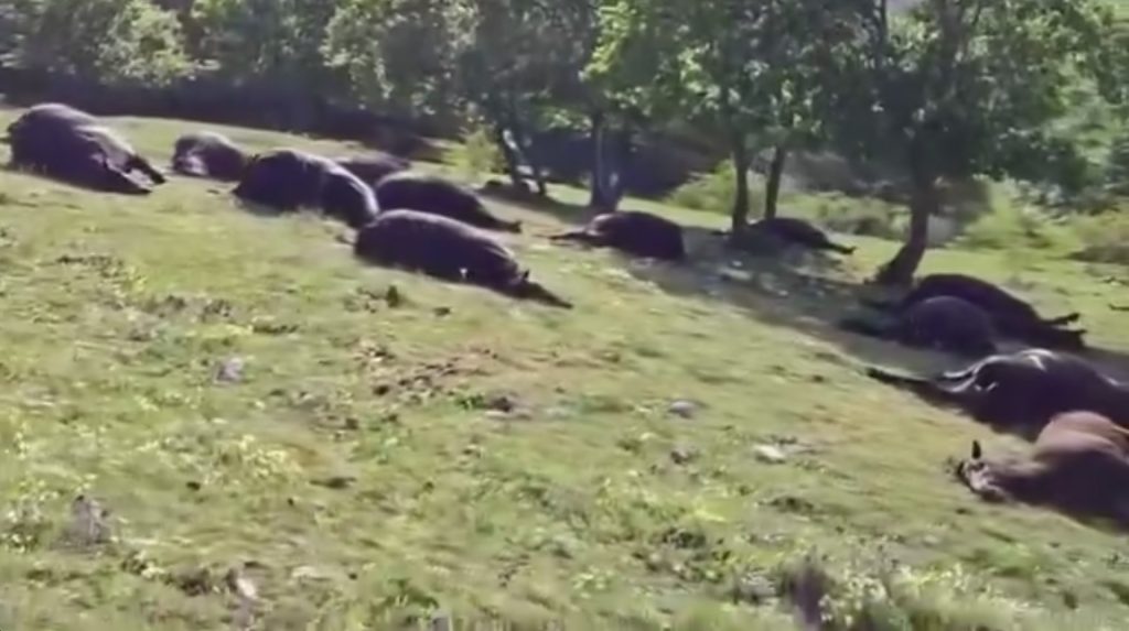 A lightning bolt killed 14 cows in seconds during a storm in Chiapas, Mexico - all belonging to one farmer who now faces huge losses after the dramatic overnight strike.