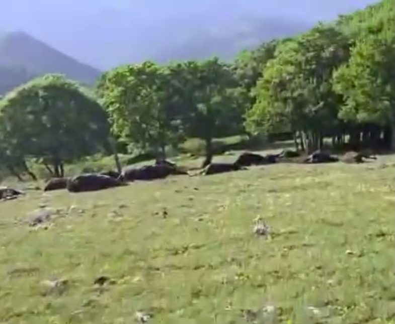 A lightning bolt killed 14 cows in seconds during a storm in Chiapas, Mexico - all belonging to one farmer who now faces huge losses after the dramatic overnight strike.