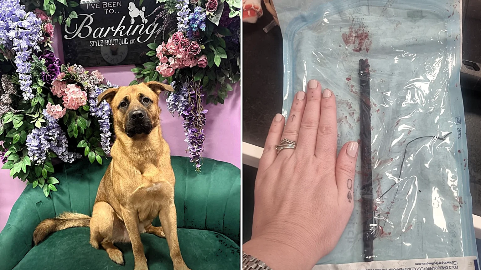 Adorable mastiff puppy Sidney narrowly cheated death after swallowing huge 20cm stick during game of fetch as horrified owner sprinted to emergency vets to save his life.