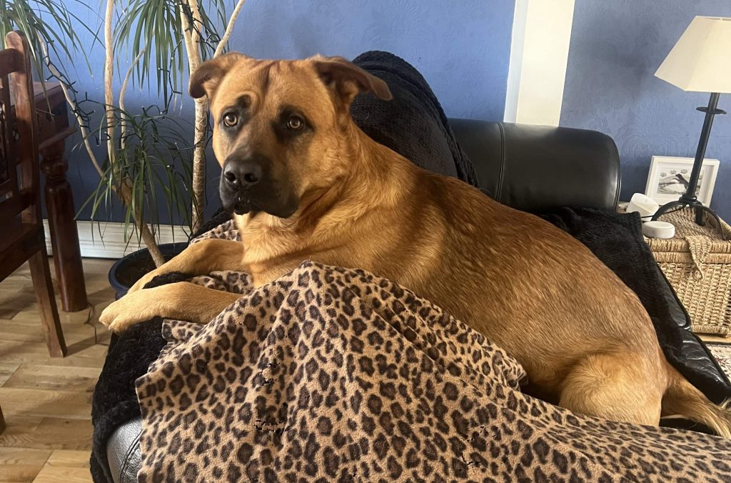 Adorable mastiff puppy Sidney narrowly cheated death after swallowing huge 20cm stick during game of fetch as horrified owner sprinted to emergency vets to save his life.