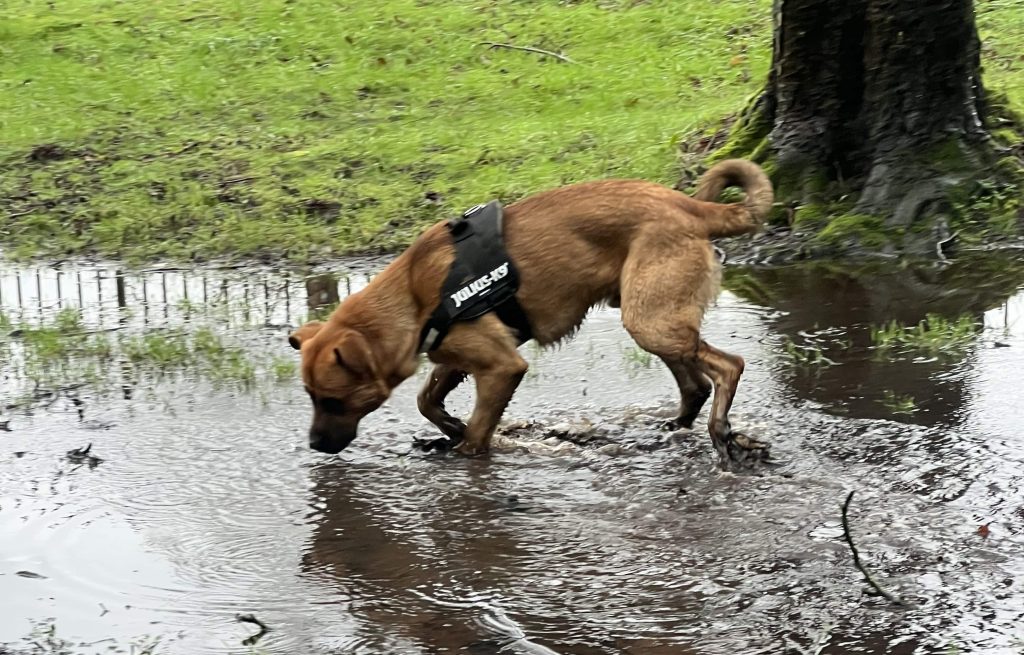 Adorable mastiff puppy Sidney narrowly cheated death after swallowing huge 20cm stick during game of fetch as horrified owner sprinted to emergency vets to save his life.