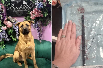 Adorable mastiff puppy Sidney narrowly cheated death after swallowing huge 20cm stick during game of fetch as horrified owner sprinted to emergency vets to save his life.