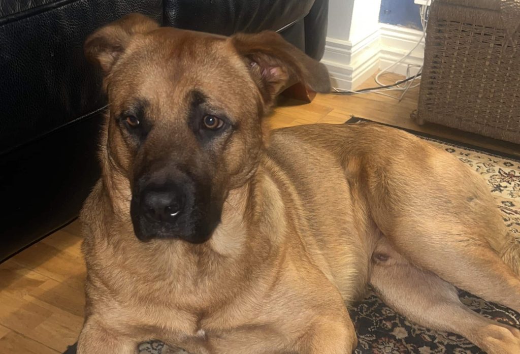 Adorable mastiff puppy Sidney narrowly cheated death after swallowing huge 20cm stick during game of fetch as horrified owner sprinted to emergency vets to save his life.