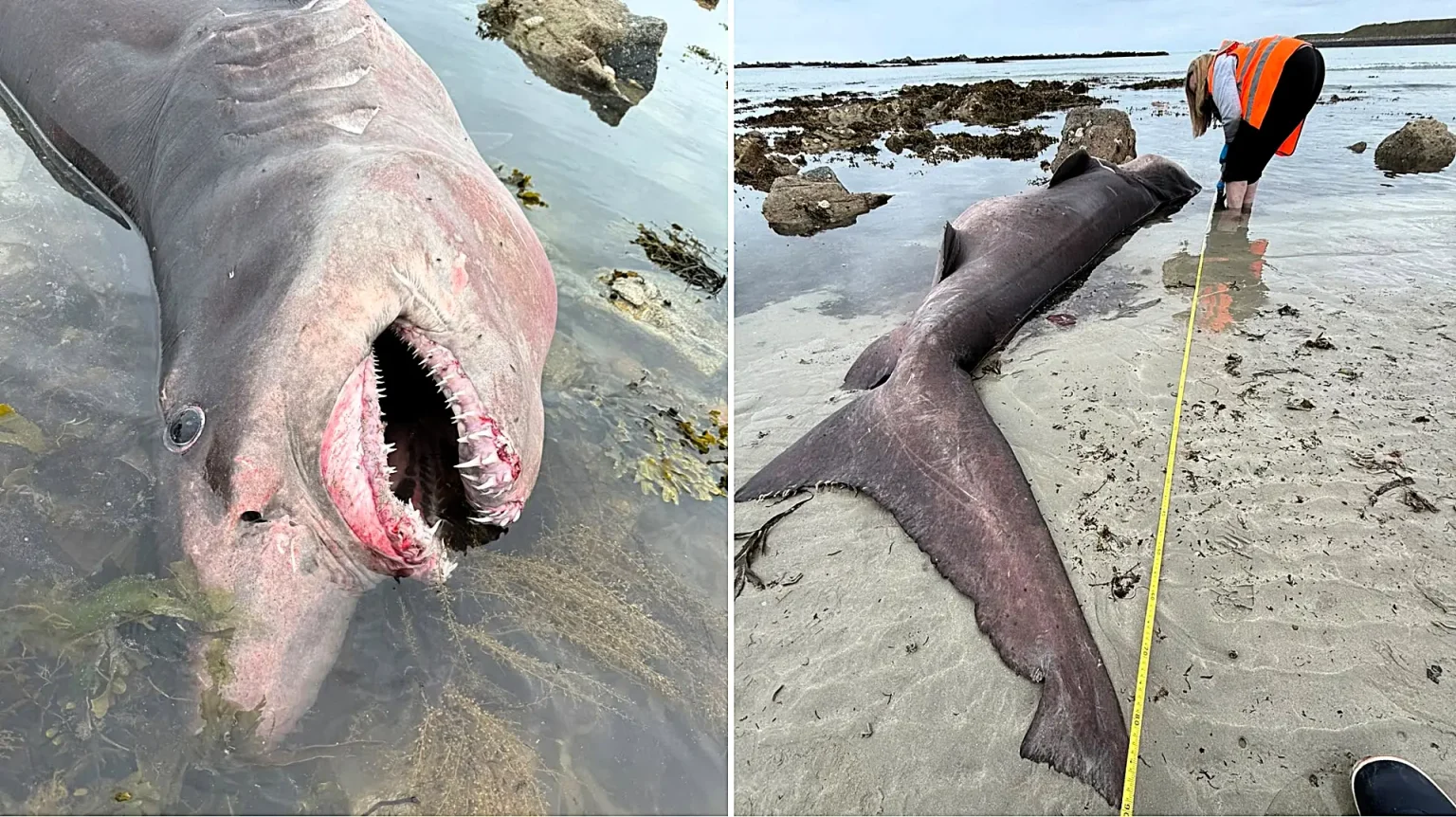 A rare 1,316lb smalltooth sand tiger shark never recorded in Jersey washed up dead on a beach, with experts baffled after a post-mortem found no cause of death.