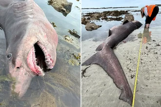 A rare 1,316lb smalltooth sand tiger shark never recorded in Jersey washed up dead on a beach, with experts baffled after a post-mortem found no cause of death.