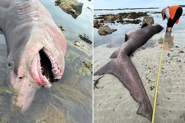 A rare 1,316lb smalltooth sand tiger shark never recorded in Jersey washed up dead on a beach, with experts baffled after a post-mortem found no cause of death.