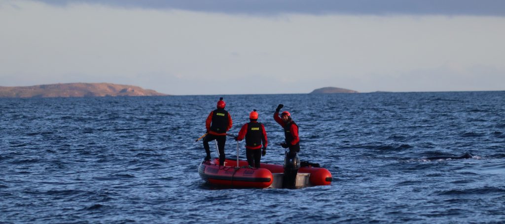 A rare southern right whale dragging 100m of rope and four buoys through open water has been rescued off New Zealand in the first recorded disentanglement of the species.