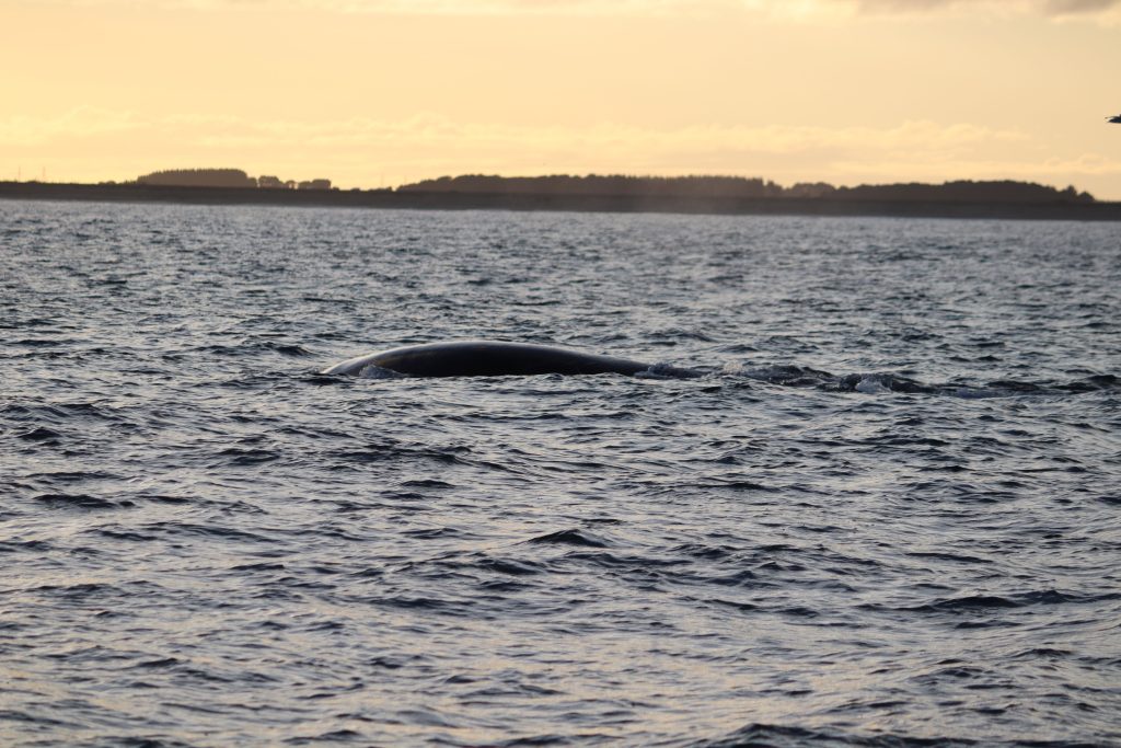 A rare southern right whale dragging 100m of rope and four buoys through open water has been rescued off New Zealand in the first recorded disentanglement of the species.