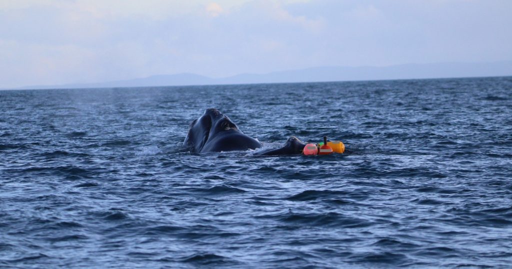 A rare southern right whale dragging 100m of rope and four buoys through open water has been rescued off New Zealand in the first recorded disentanglement of the species.