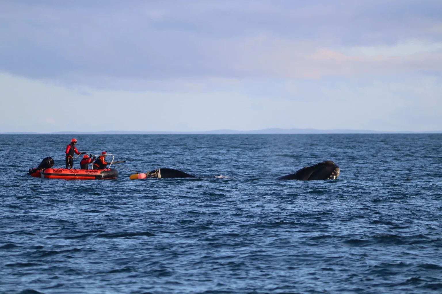 A rare southern right whale dragging 100m of rope and four buoys through open water has been rescued off New Zealand in the first recorded disentanglement of the species.