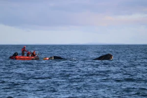 A rare southern right whale dragging 100m of rope and four buoys through open water has been rescued off New Zealand in the first recorded disentanglement of the species.