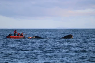 A rare southern right whale dragging 100m of rope and four buoys through open water has been rescued off New Zealand in the first recorded disentanglement of the species.