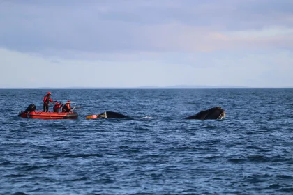 A rare southern right whale dragging 100m of rope and four buoys through open water has been rescued off New Zealand in the first recorded disentanglement of the species.