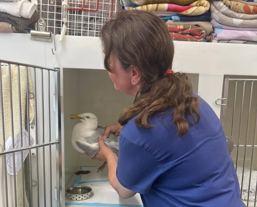 A seagull left dangling from a roof after getting trapped in vicious barbed wire was freed by firefighters - and named Anthony after one of the heroes who saved it.