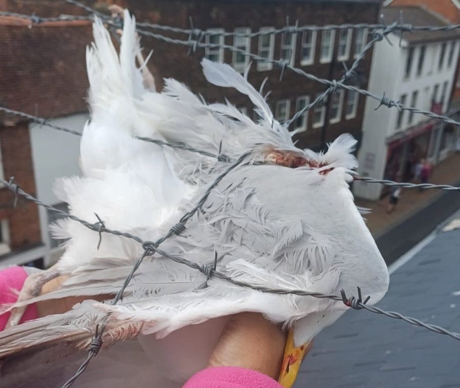 A seagull left dangling from a roof after getting trapped in vicious barbed wire was freed by firefighters - and named Anthony after one of the heroes who saved it.