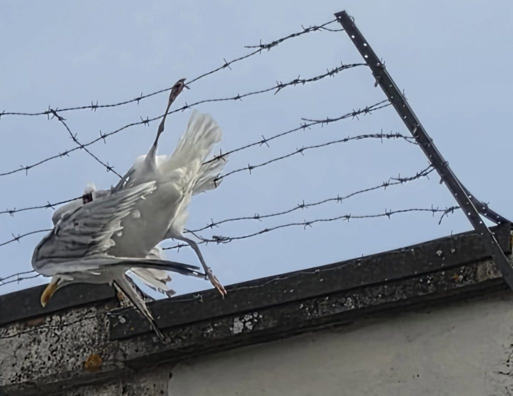A seagull left dangling from a roof after getting trapped in vicious barbed wire was freed by firefighters - and named Anthony after one of the heroes who saved it.