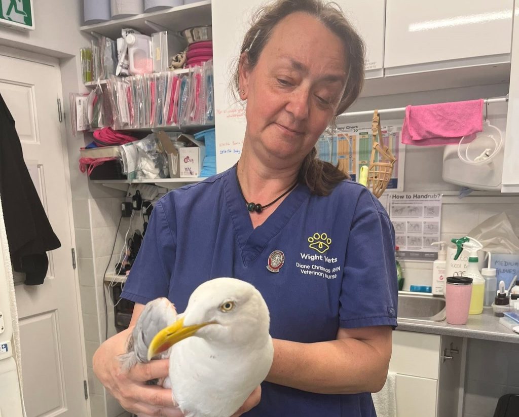 A seagull left dangling from a roof after getting trapped in vicious barbed wire was freed by firefighters - and named Anthony after one of the heroes who saved it.