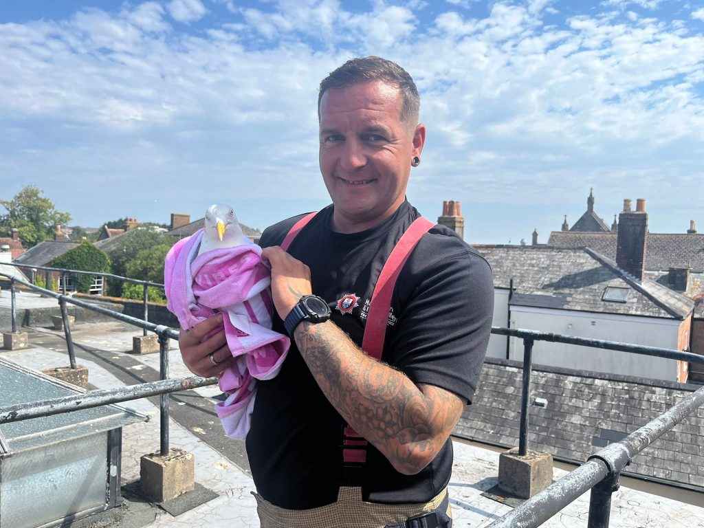 A seagull left dangling from a roof after getting trapped in vicious barbed wire was freed by firefighters - and named Anthony after one of the heroes who saved it.