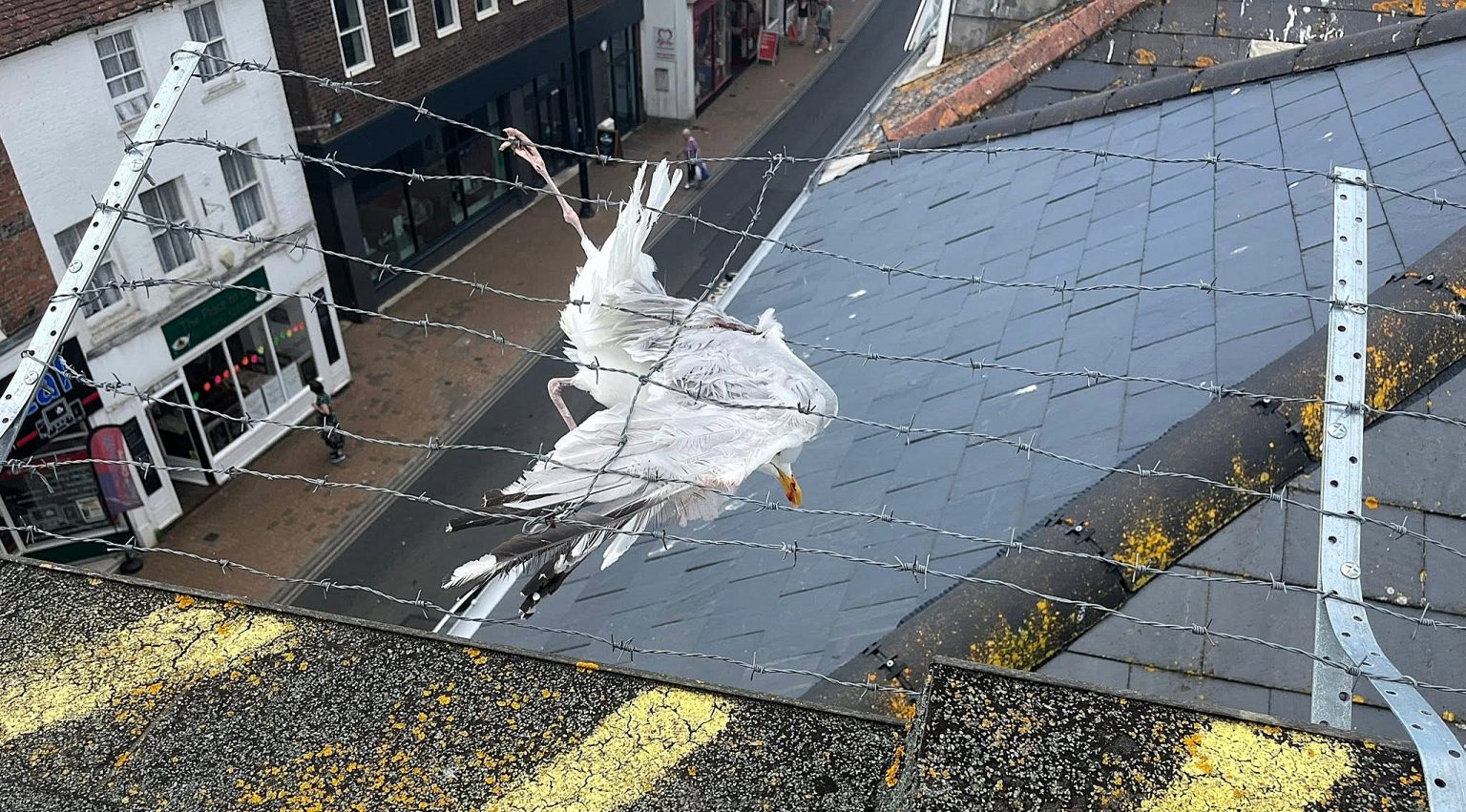 A seagull left dangling from a roof after getting trapped in vicious barbed wire was freed by firefighters - and named Anthony after one of the heroes who saved it.